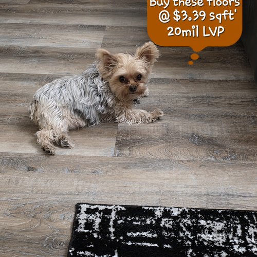 Flooring-By-Designs-LVP-Promo-Dog